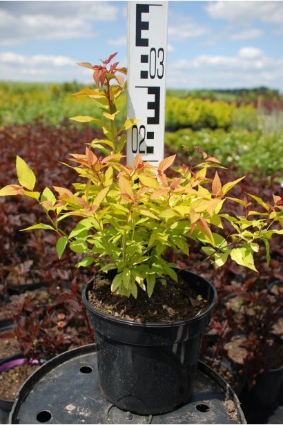 Спірея японська Голдфлейм - 5л/вис.40-50см/Ø30-40см